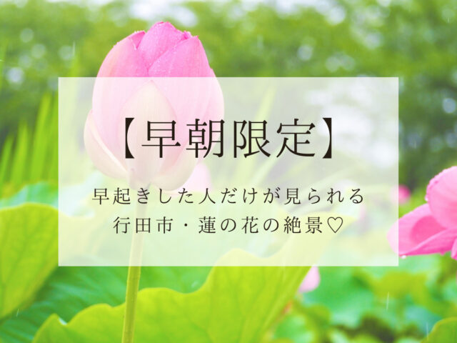 埼玉県 行田市 早朝に咲くピンクの大きな花 蓮 が神秘的 Smile Travel Be Happy